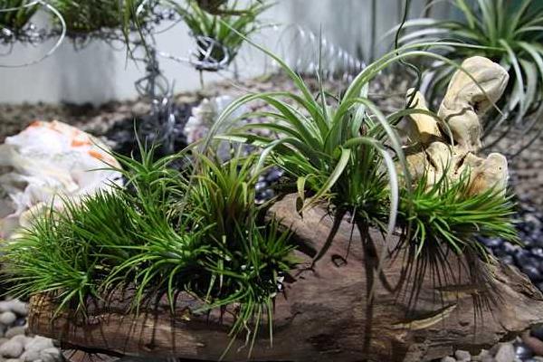 空氣鳳梨圖片大全 空氣鳳梨有哪些品種