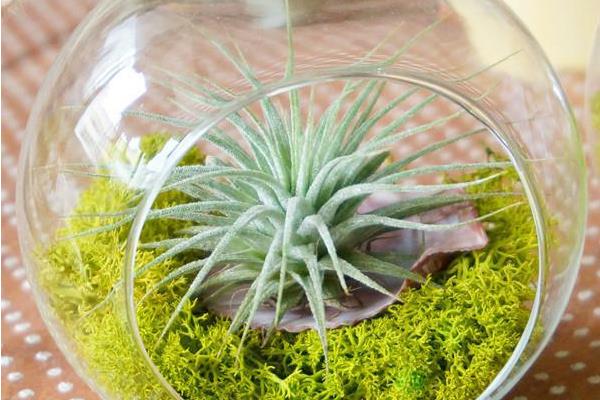 空氣鳳梨圖片大全 空氣鳳梨有哪些品種