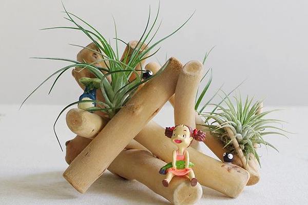 空氣鳳梨圖片大全 空氣鳳梨有哪些品種