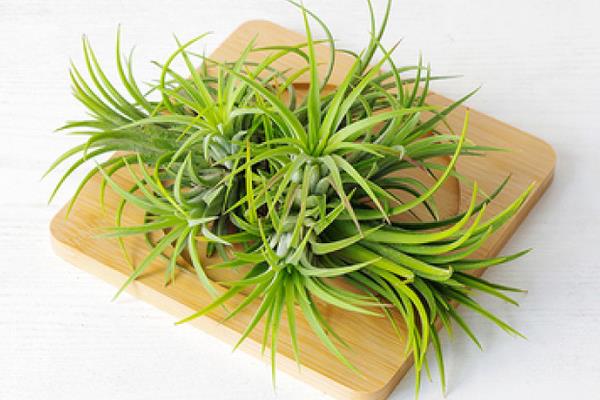 空氣鳳梨圖片大全 空氣鳳梨有哪些品種