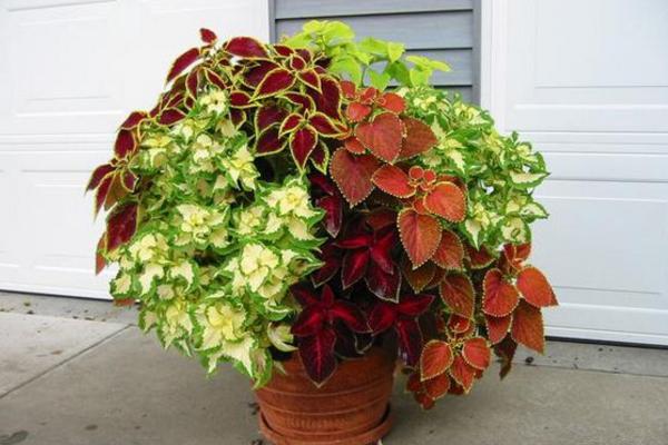 彩葉草有毒嗎 彩葉草能放臥室嗎