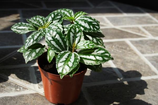 冷水花圖片大全 冷水花的花語