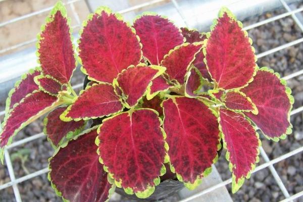 彩葉草種子市場價格多少錢一斤 彩葉草的繁殖方法