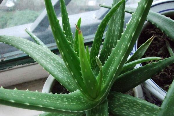蘆薈開花是好兆頭嗎 家庭養蘆薈對風水的作用