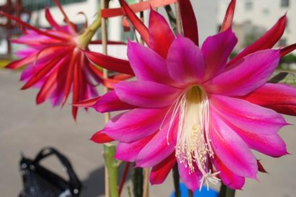 蘆薈開花是好兆頭嗎 家庭養蘆薈對風水的作用