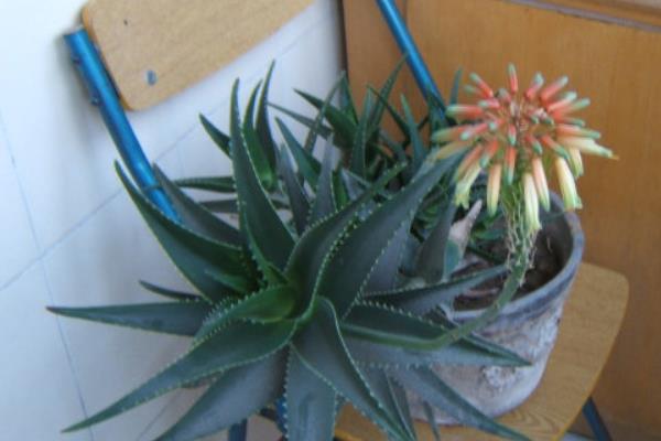 蘆薈開花是好兆頭嗎 家庭養蘆薈對風水的作用