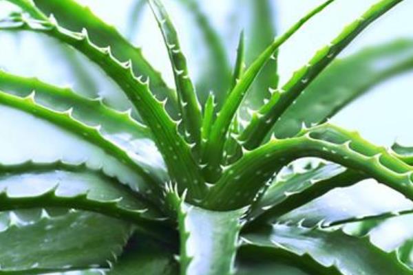 蘆薈開花是好兆頭嗎 家庭養蘆薈對風水的作用