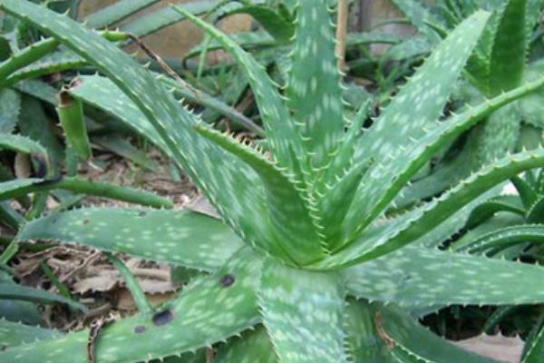 蘆薈開花是好兆頭嗎 家庭養蘆薈對風水的作用