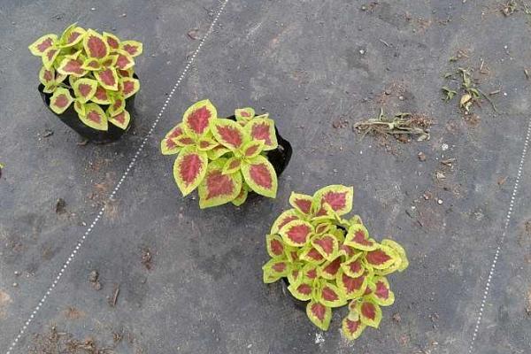 彩葉草種子市場價格多少錢一斤 彩葉草的繁殖方法