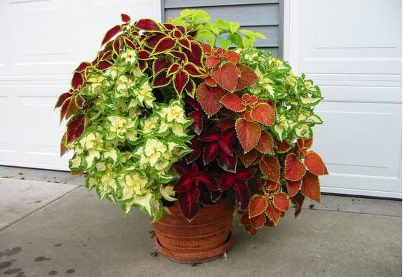 彩葉草種子市場價格多少錢一斤 彩葉草的繁殖方法