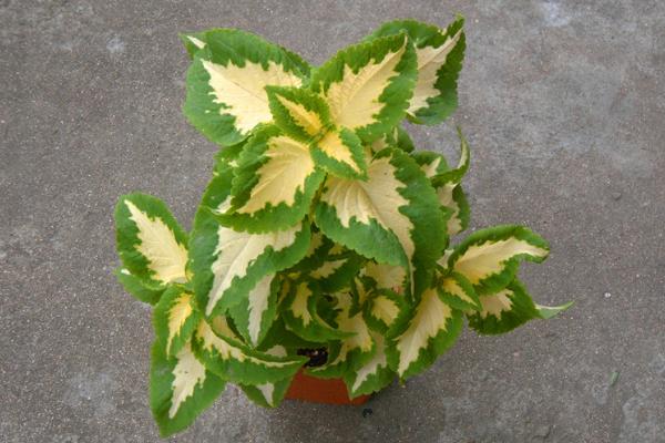 彩葉草種子市場價格多少錢一斤 彩葉草的繁殖方法