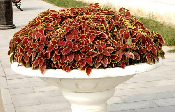 彩葉草種子市場價格多少錢一斤 彩葉草的繁殖方法