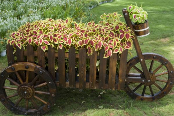 彩葉草種子市場價格多少錢一斤 彩葉草的繁殖方法