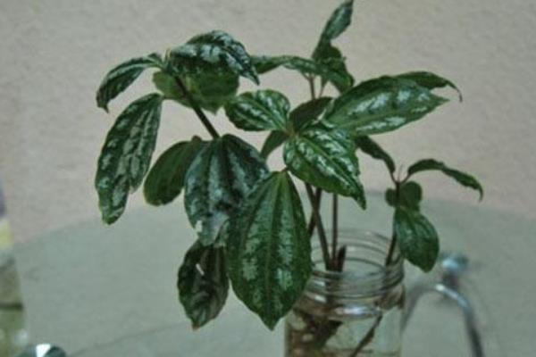 冷水花水培怎么養(yǎng) 冷水花水培養(yǎng)殖方法與注意事項