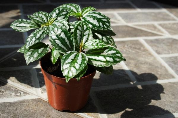 冷水花有毒嗎 冷水花可以在室內養嗎