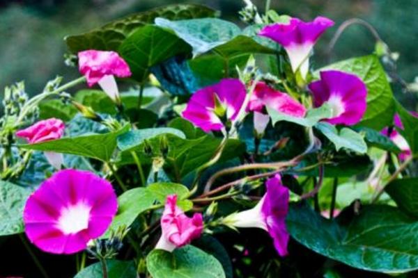 牽牛花的特點是什么 喇叭形狀的花都是牽牛花嗎