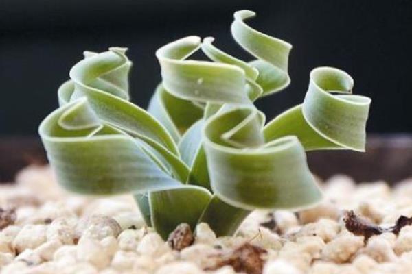 彈簧草市場(chǎng)價(jià)格多少錢一盆 彈簧草為什么那么貴