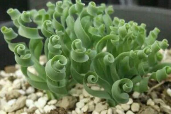 彈簧草有毒嗎 彈簧草怎么繁殖