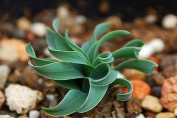 彈簧草有毒嗎 彈簧草怎么繁殖