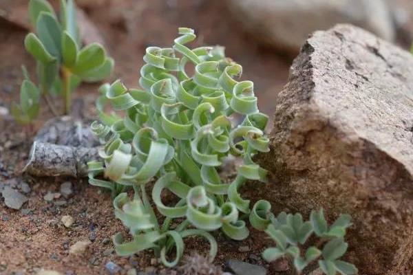 彈簧草有毒嗎 彈簧草怎么繁殖