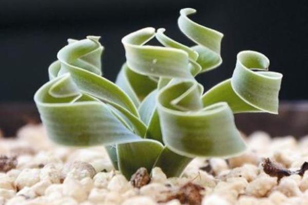 彈簧草有毒嗎 彈簧草怎么繁殖