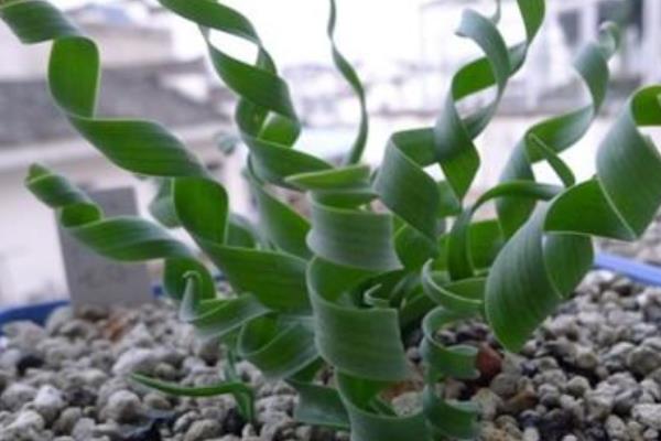 彈簧草有毒嗎 彈簧草怎么繁殖