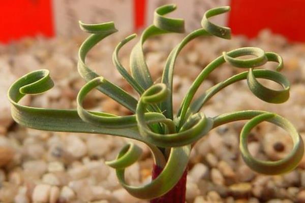 彈簧草有毒嗎 彈簧草怎么繁殖