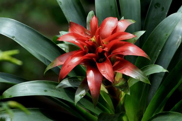 鴻運(yùn)當(dāng)頭花圖片大全 鴻運(yùn)當(dāng)頭的花語及寓意