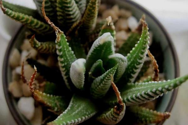 家里蘆薈開花后怎么辦 蘆薈開花后會死嗎