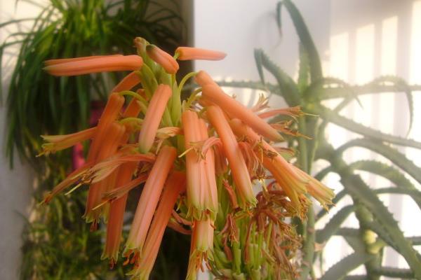 家里蘆薈開花后怎么辦 蘆薈開花后會死嗎