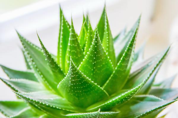 家里蘆薈開花后怎么辦 蘆薈開花后會死嗎