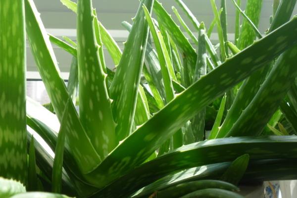 家里蘆薈開花后怎么辦 蘆薈開花后會死嗎