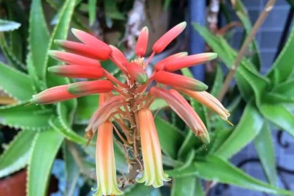 家里蘆薈開花后怎么辦 蘆薈開花后會死嗎