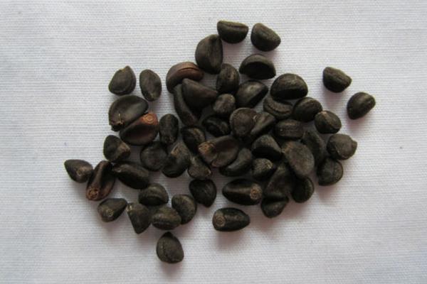 牽牛花種子市場價格多少錢一斤 牽牛花的養殖方法