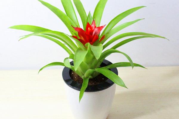 鴻運(yùn)當(dāng)頭市場價格多少錢一盆 鴻運(yùn)當(dāng)頭的常見品種