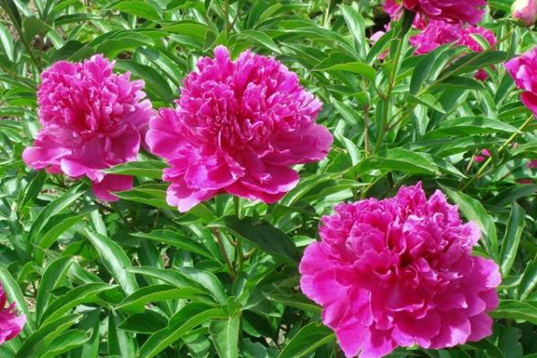 芍藥花種子市場價格多少錢一斤 芍藥花的繁殖方法