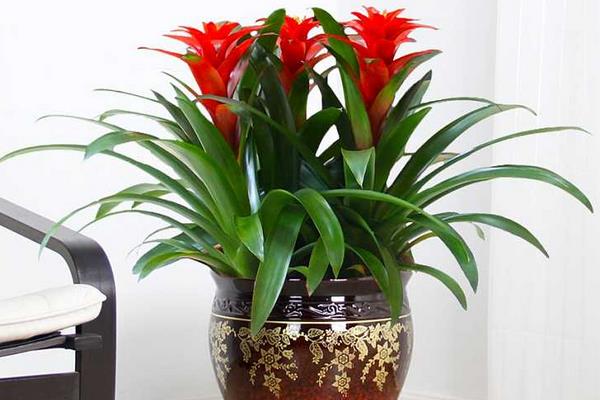 鴻運當頭市場價格多少錢一盆 鴻運當頭的常見品種