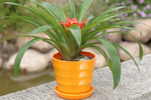 鴻運當頭市場價格多少錢一盆 鴻運當頭的常見品種