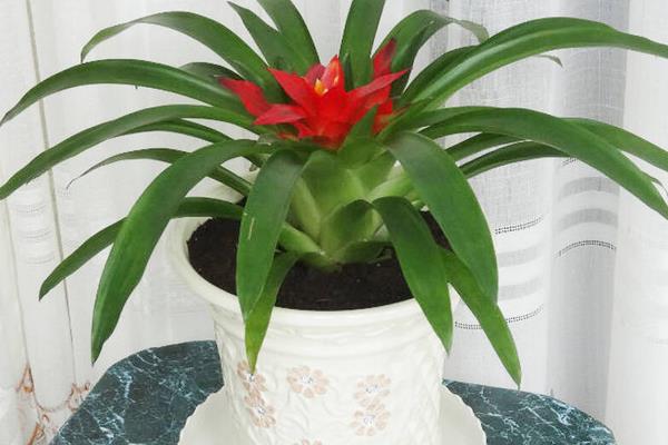 鴻運當頭市場價格多少錢一盆 鴻運當頭的常見品種