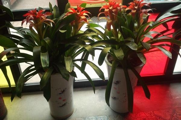 鴻運當頭市場價格多少錢一盆 鴻運當頭的常見品種