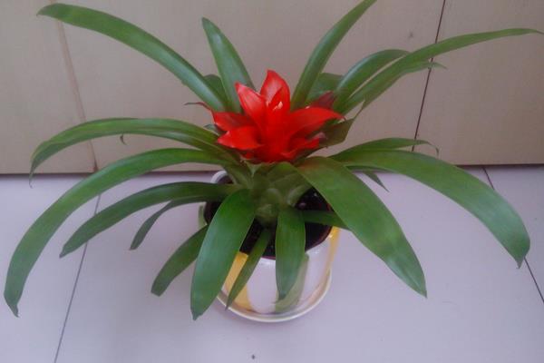 鴻運當頭市場價格多少錢一盆 鴻運當頭的常見品種