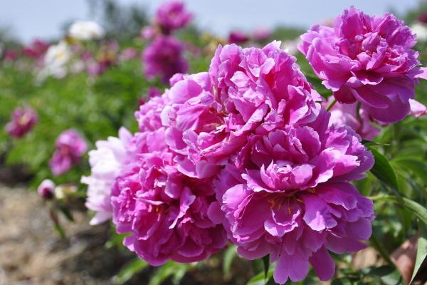 芍藥苗市場價格多少錢一顆 芍藥的簡介