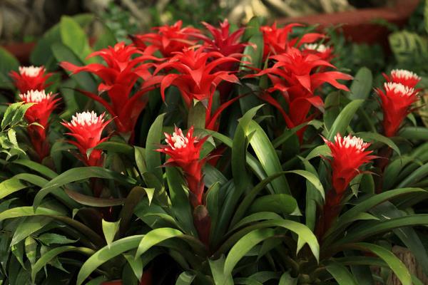 鴻運(yùn)當(dāng)頭一年開幾次花 鴻運(yùn)當(dāng)頭什么時候開花（幾月）