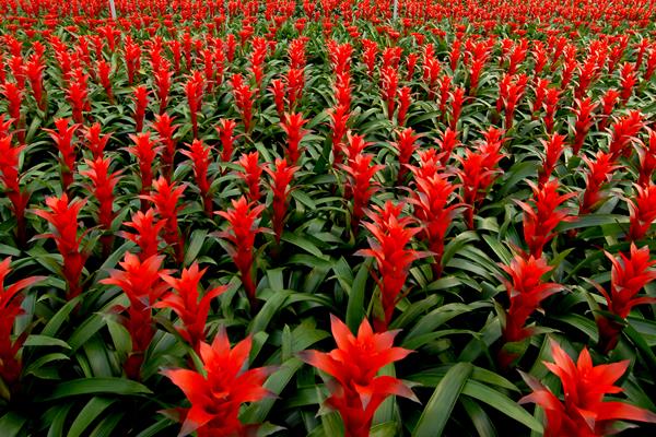 鴻運(yùn)當(dāng)頭一年開幾次花 鴻運(yùn)當(dāng)頭什么時(shí)候開花(幾月)