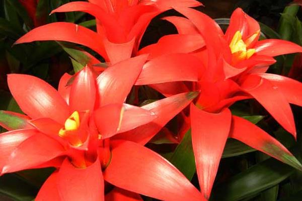 鴻運(yùn)當(dāng)頭一年開幾次花 鴻運(yùn)當(dāng)頭什么時(shí)候開花(幾月)