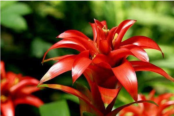 鴻運(yùn)當(dāng)頭一年開幾次花 鴻運(yùn)當(dāng)頭什么時(shí)候開花(幾月)