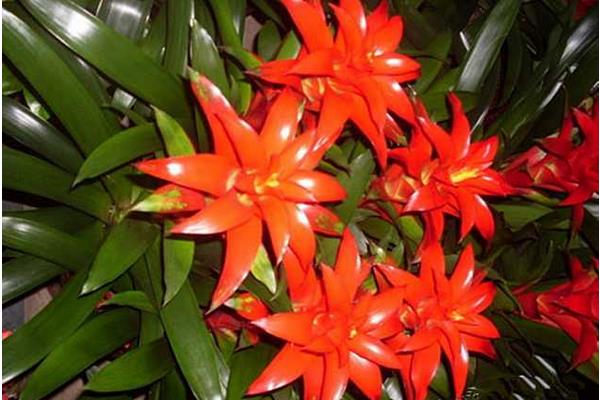 鴻運(yùn)當(dāng)頭一年開幾次花 鴻運(yùn)當(dāng)頭什么時(shí)候開花(幾月)