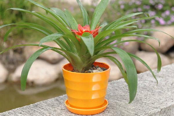 鴻運(yùn)當(dāng)頭一年開幾次花 鴻運(yùn)當(dāng)頭什么時(shí)候開花(幾月)