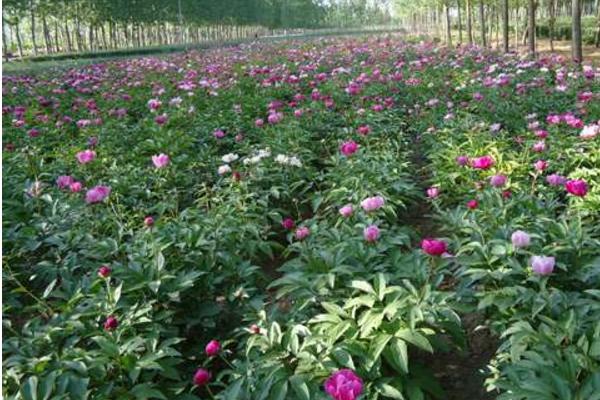 芍藥苗市場價格多少錢一顆 芍藥的簡介