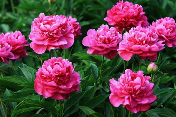 芍藥苗市場價格多少錢一顆 芍藥的簡介